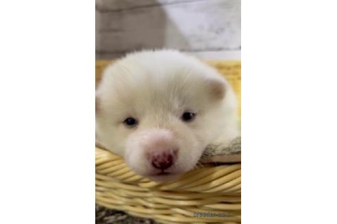 成約済の静岡県の柴犬-208197